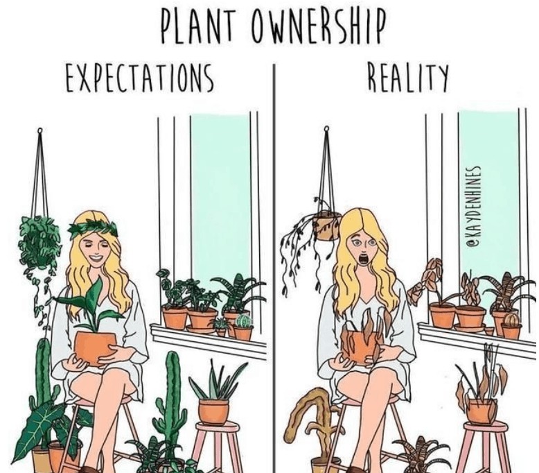 Plant Ownership cartoon Kay Denhines with two panels of a woman with alive and dying houseplants