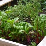 6 Easy Ways on How to Start a Vegetable Patch Successfully