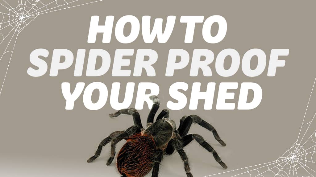 How To Spider Proof A Shed It Can Be Done! Garden Buildings Direct