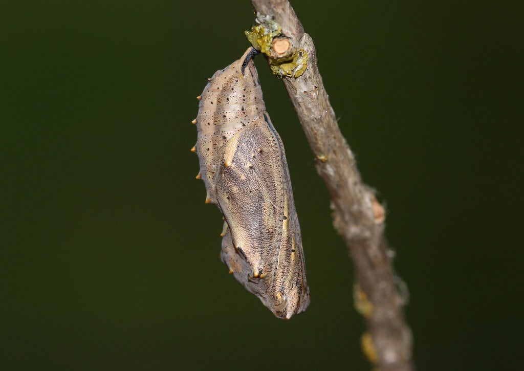 Painted Lady Butterfly Pupa
