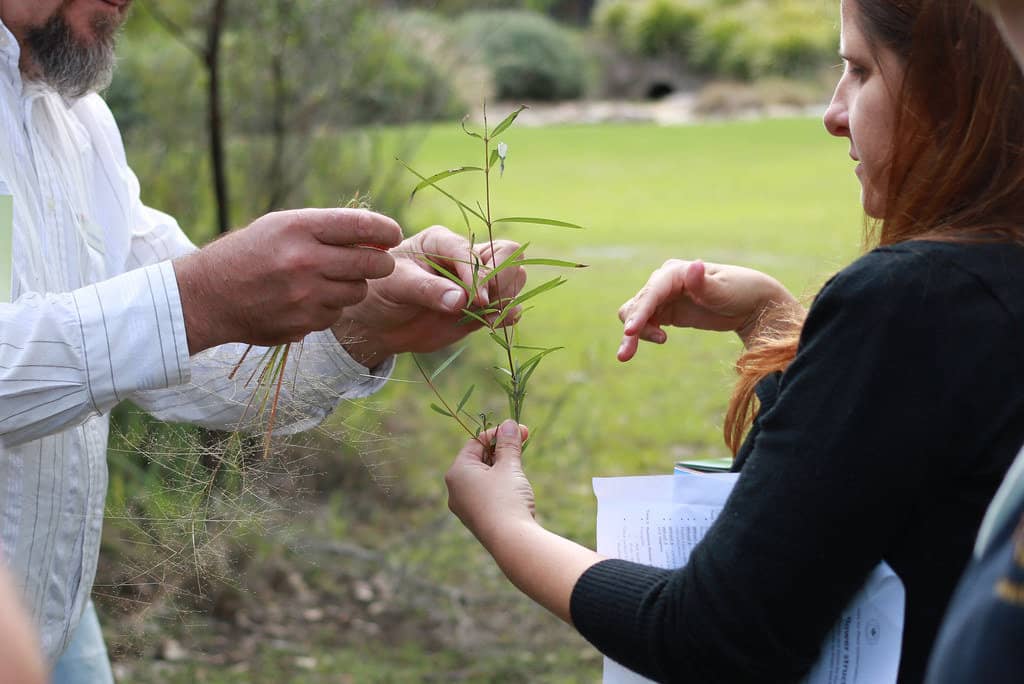 Plant Identification for flora of the Hunter Valley workshop