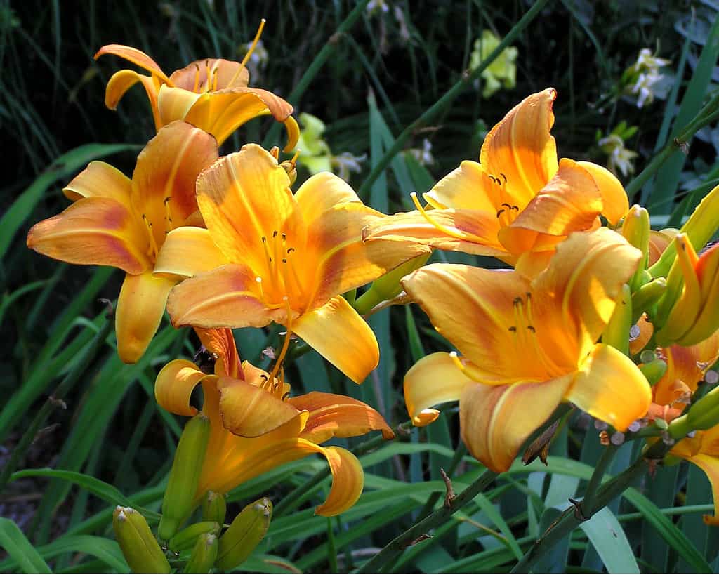 Daylilies