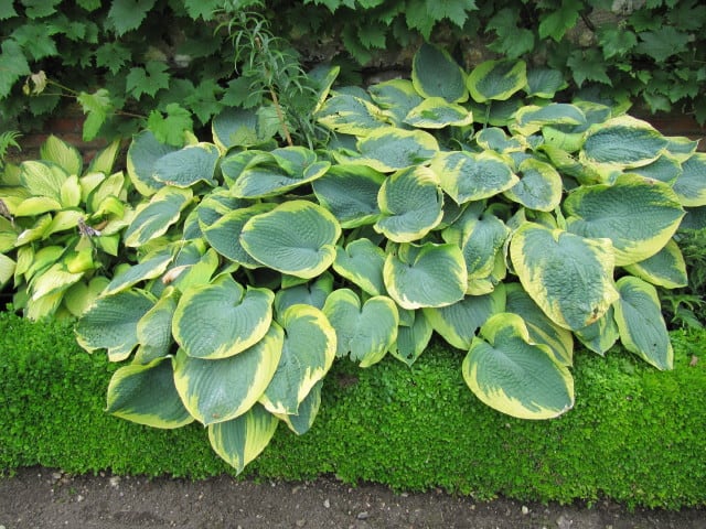 Hostas