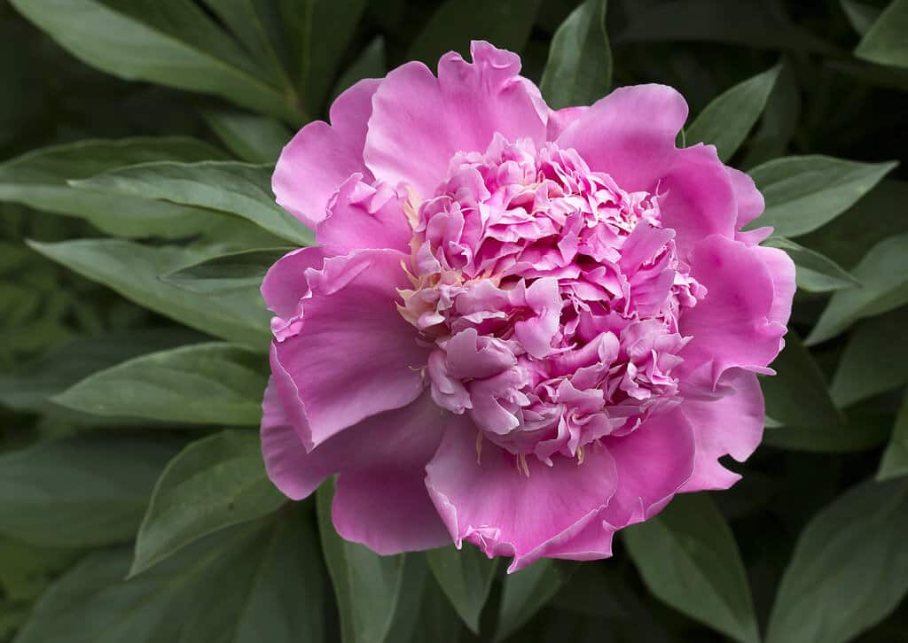 Peonies