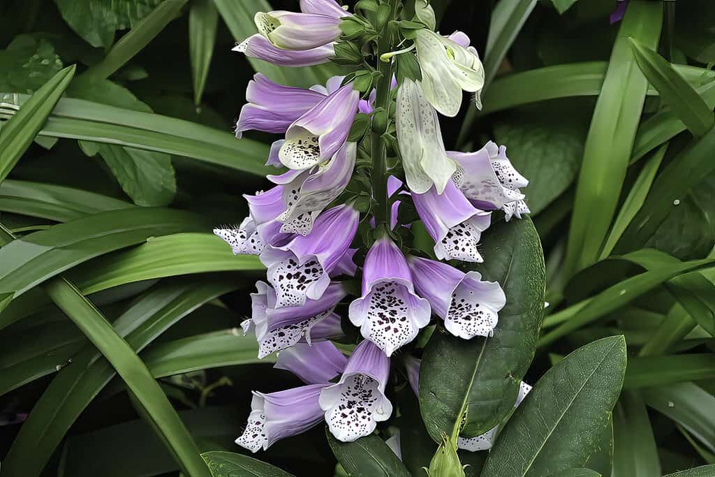 Foxgloves