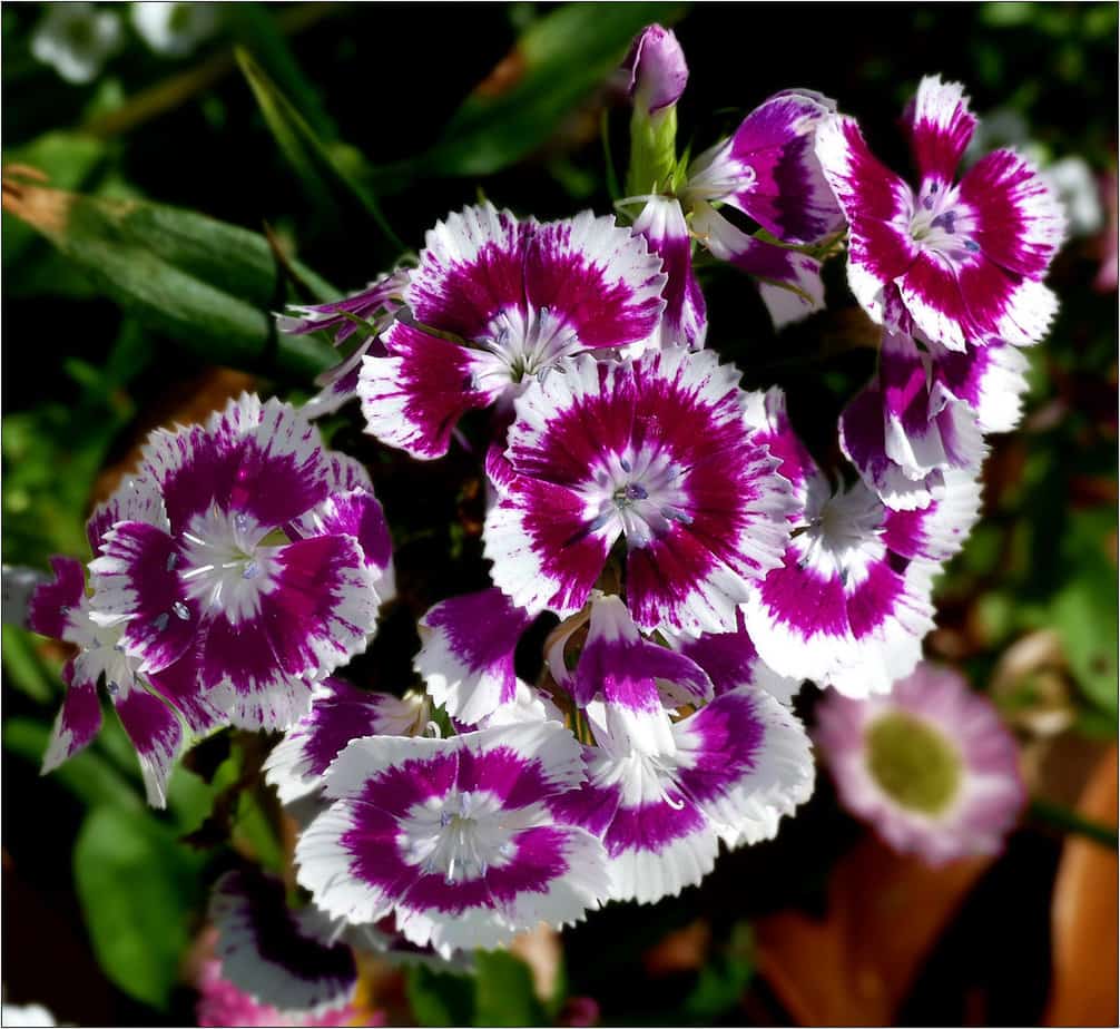 Sweet William