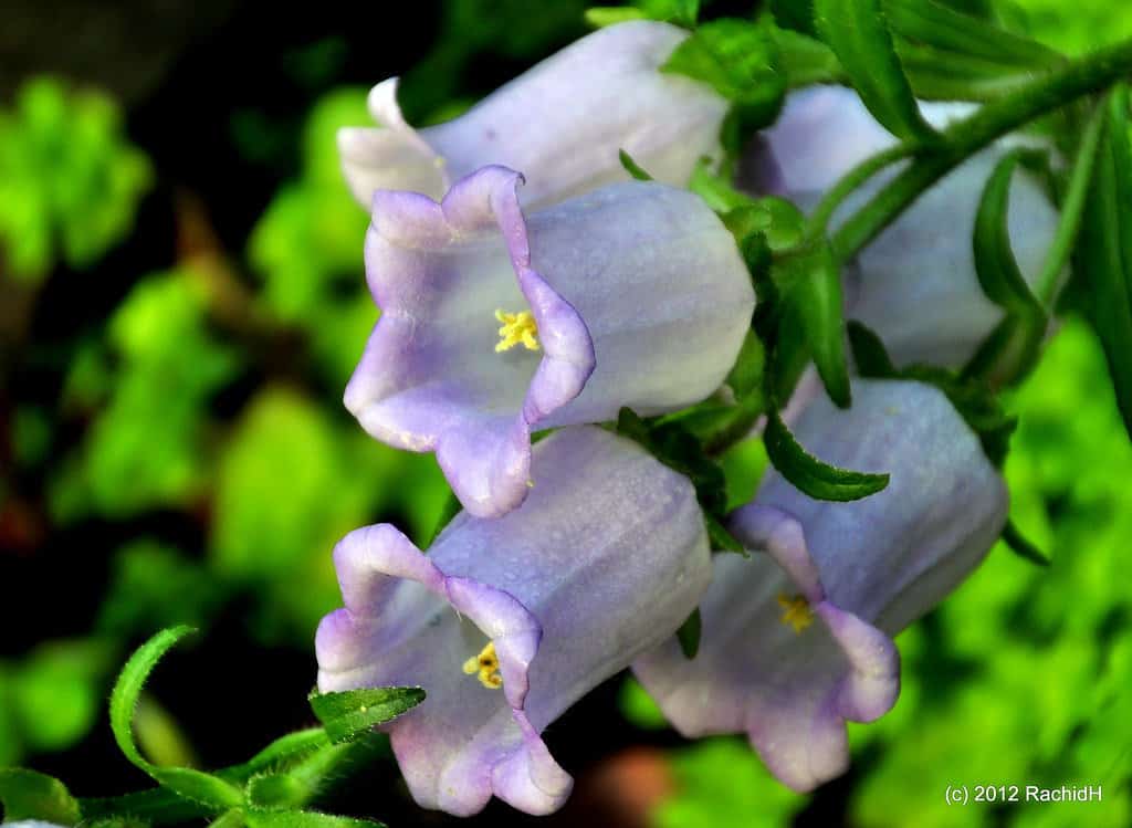 Canterbury Bells