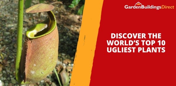 Discover the World’s Top 10 Ugliest Plants