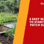 6 Easy Ways on How to Start a Vegetable Patch Successfully