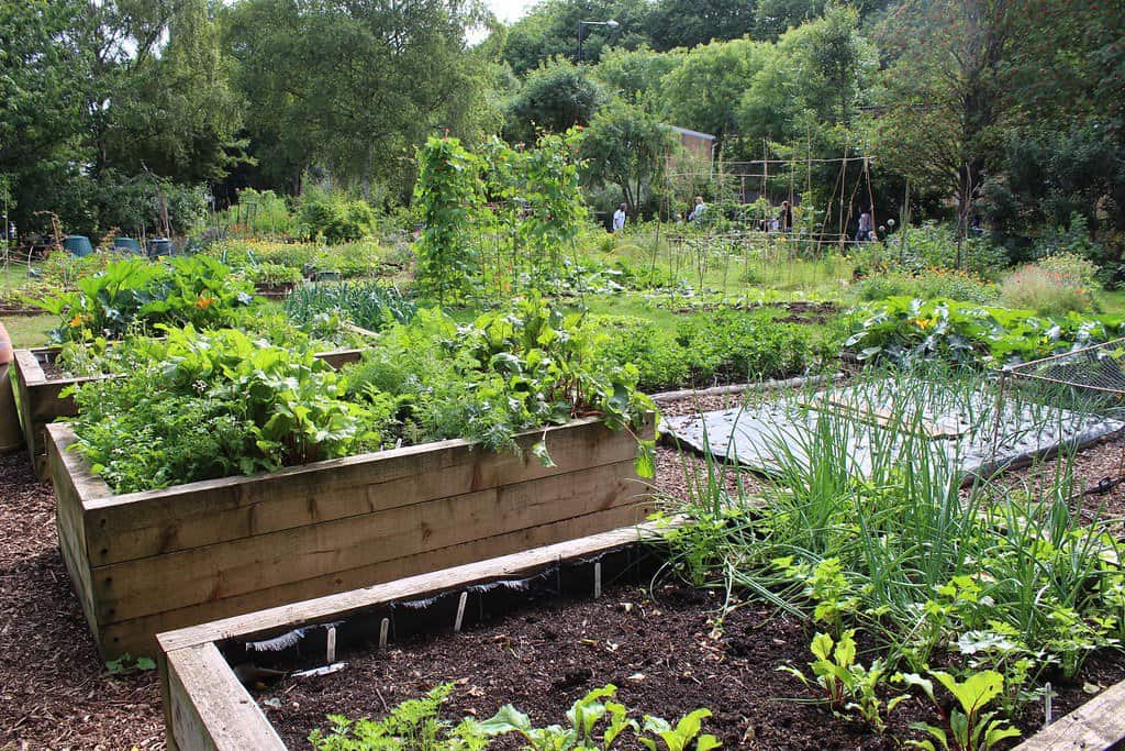 Raised bed organic vegetable garden.
