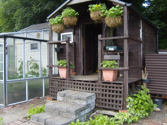 Brown wooden allotment shed with hanging plants on the roof and near the extended fencing.