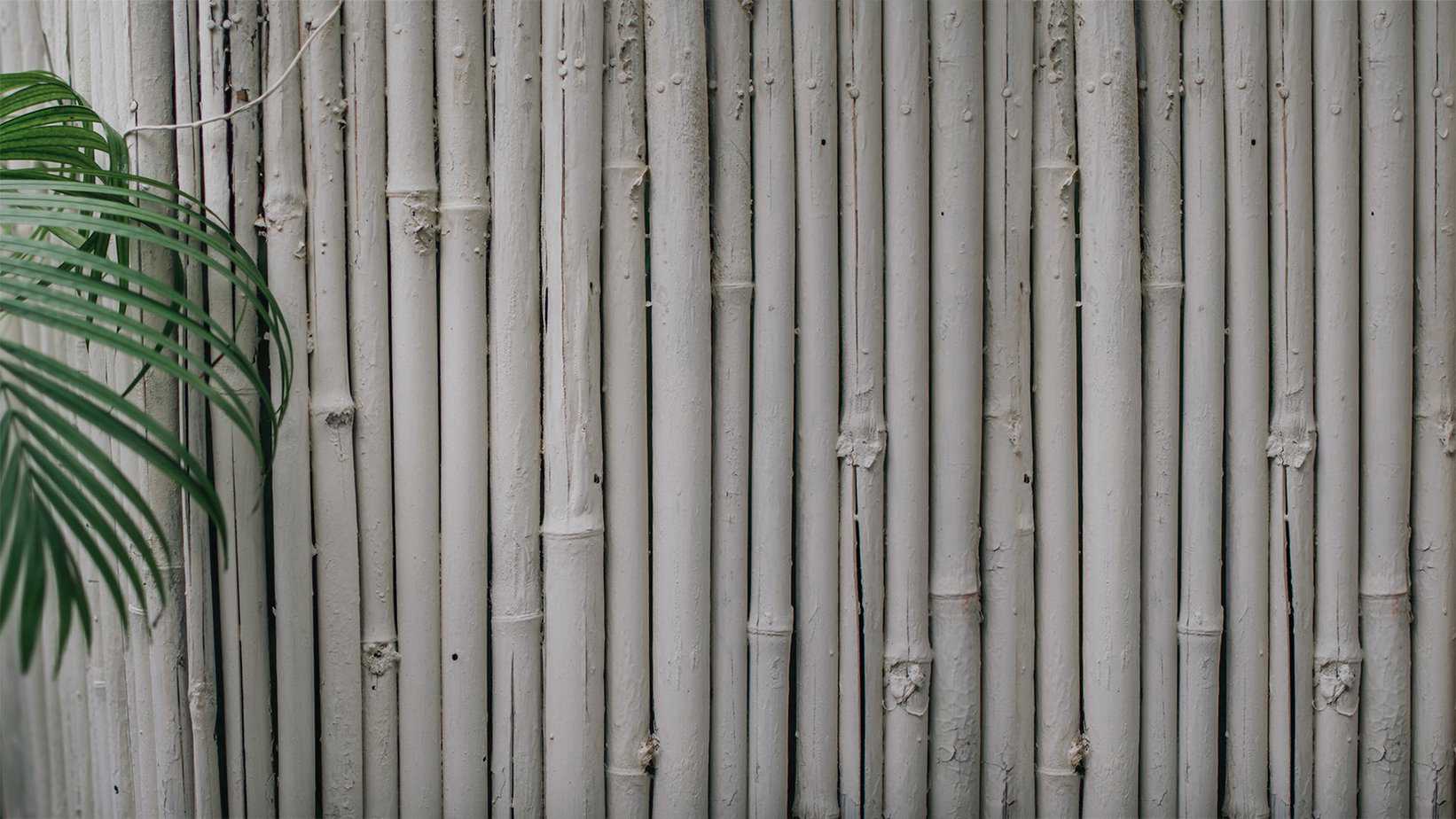 Bamboo screens used as fencing in a garden.
