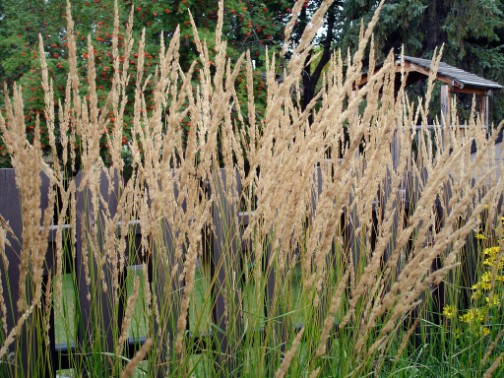 Feather reed grass serving as garden screens in a lush outdoor setting.