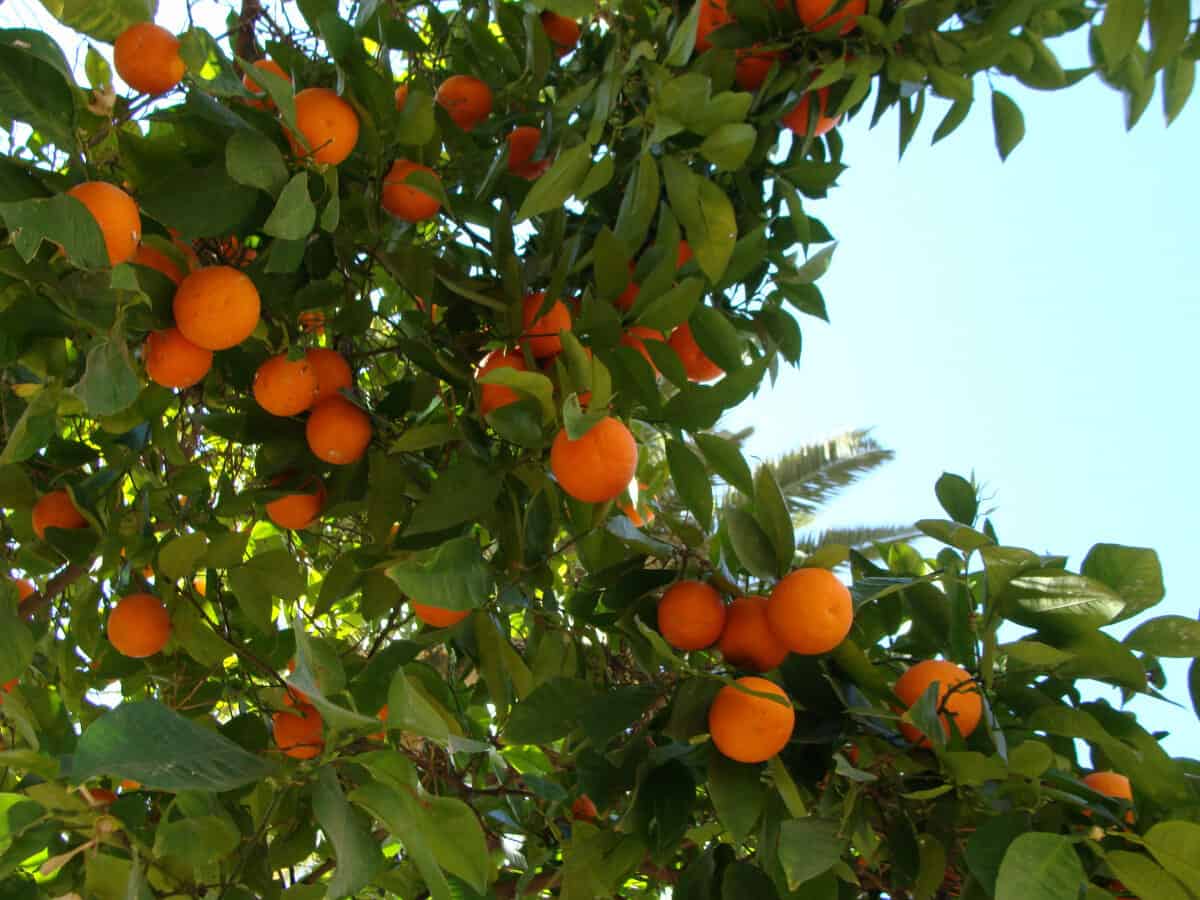 Orange fruit tree serving as a vibrant garden screen in a sunny outdoor space.