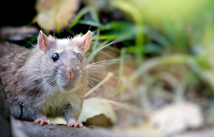 A rat lurking in the garden