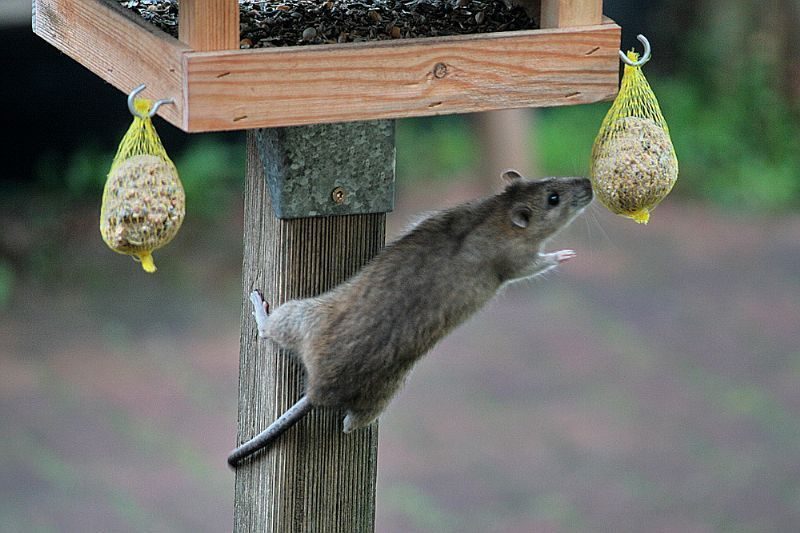 A rat grabbing food from a bird feeder