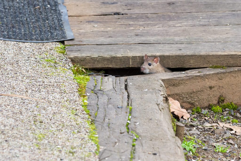 A rat hiding under a patio decking