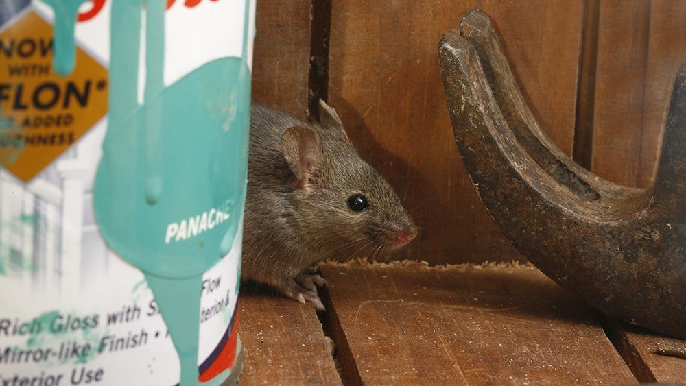 A rat inside a garden shed