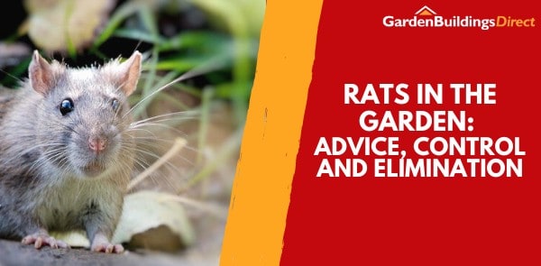 Rats in the Garden: Advice, Control and Elimination