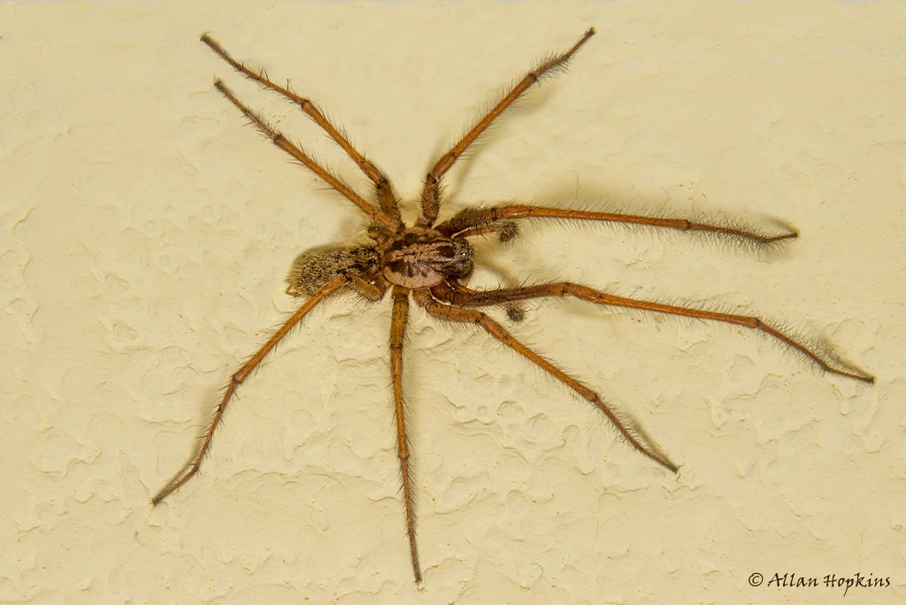 Giant house spider