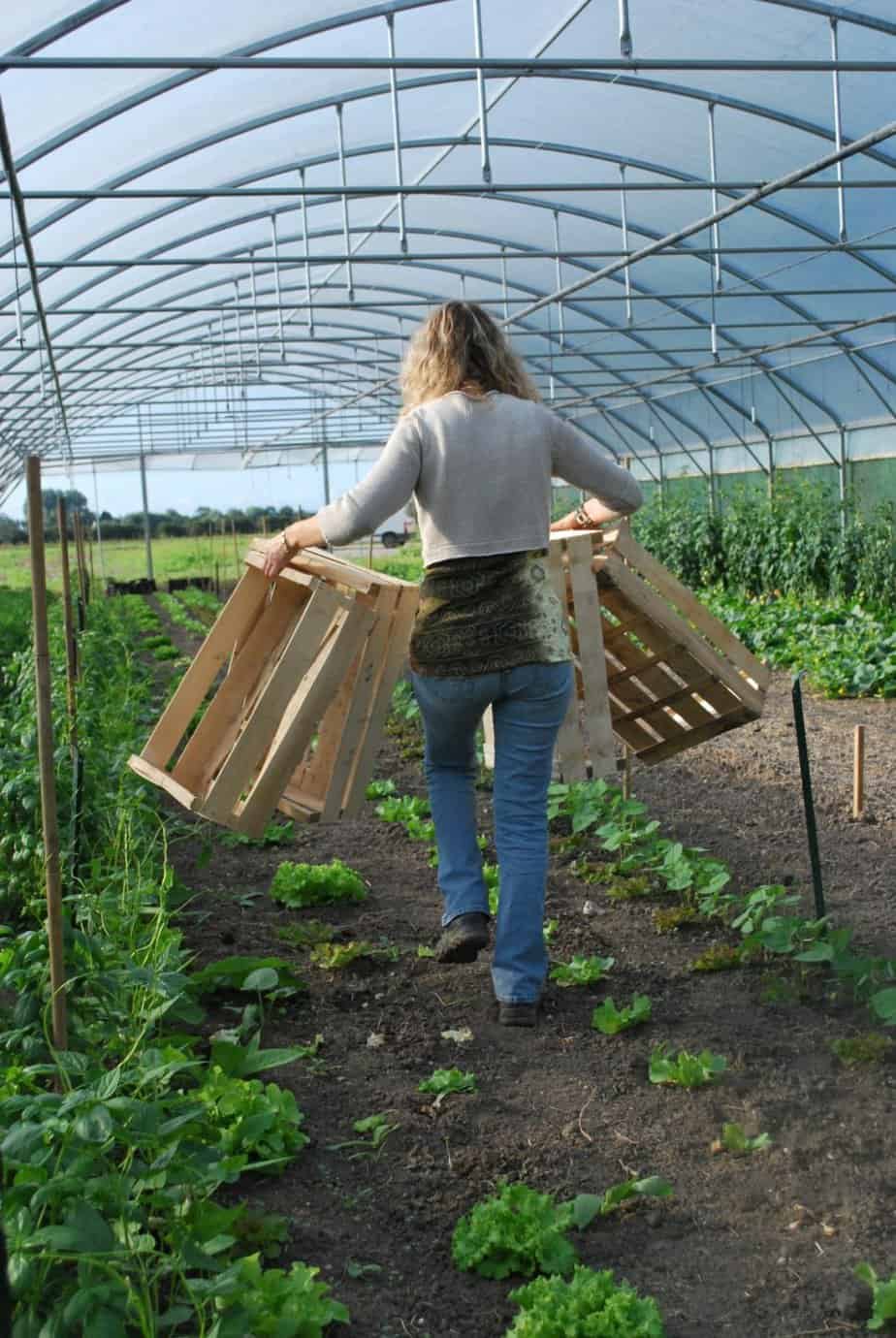 A woman carrying wooden crates around the greenhouse