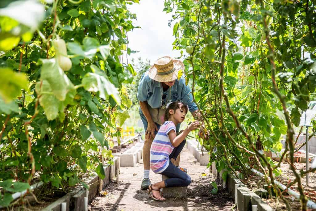 An old woman gardening helping a kid to pick fresh tomatoes