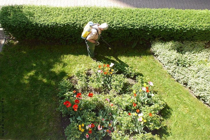 A man pruning the hedges