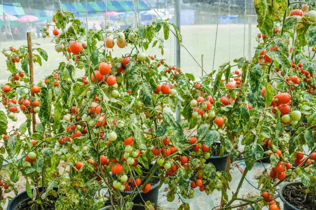 Tomatoes grow in a greenhouse