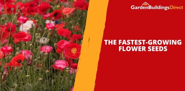 The Fastest-Growing Flower Seeds
