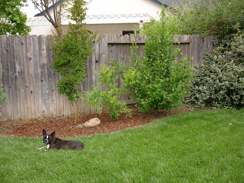 Otis, the vigilant dog, stands guard over the backyard pomegranate bush with a watchful expression.