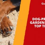 Dog-Proof Your Garden With These Top Ten Tricks