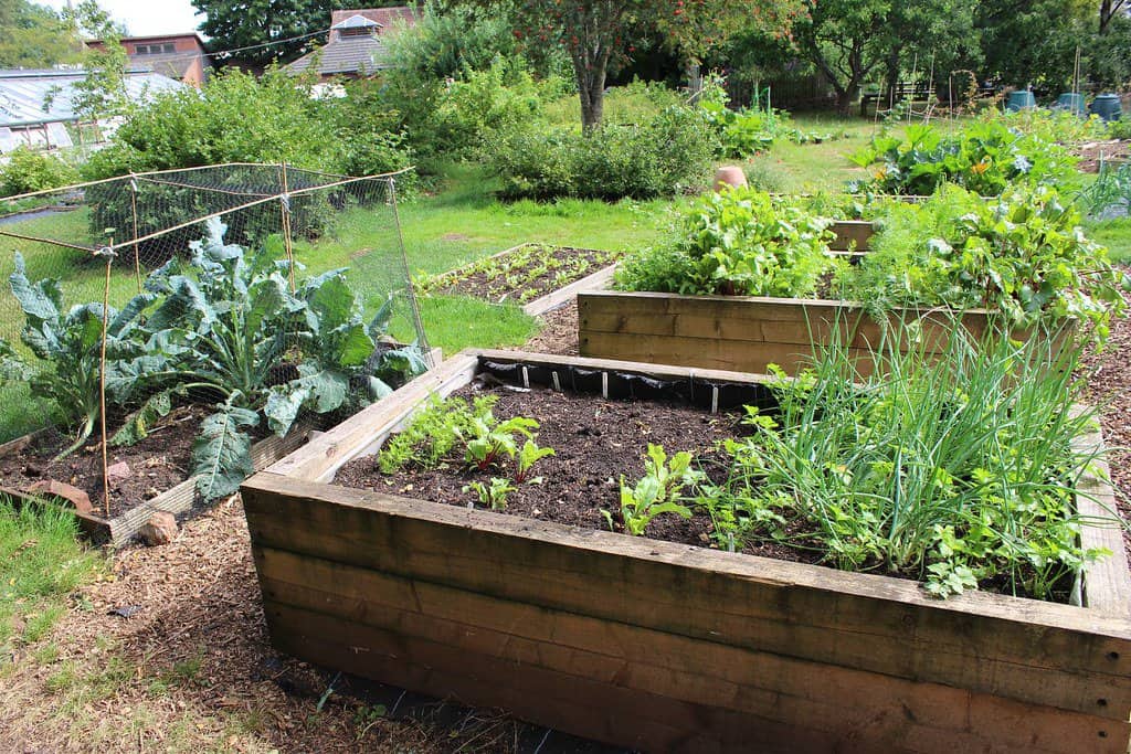 High raised beds in organic vegetable garden.