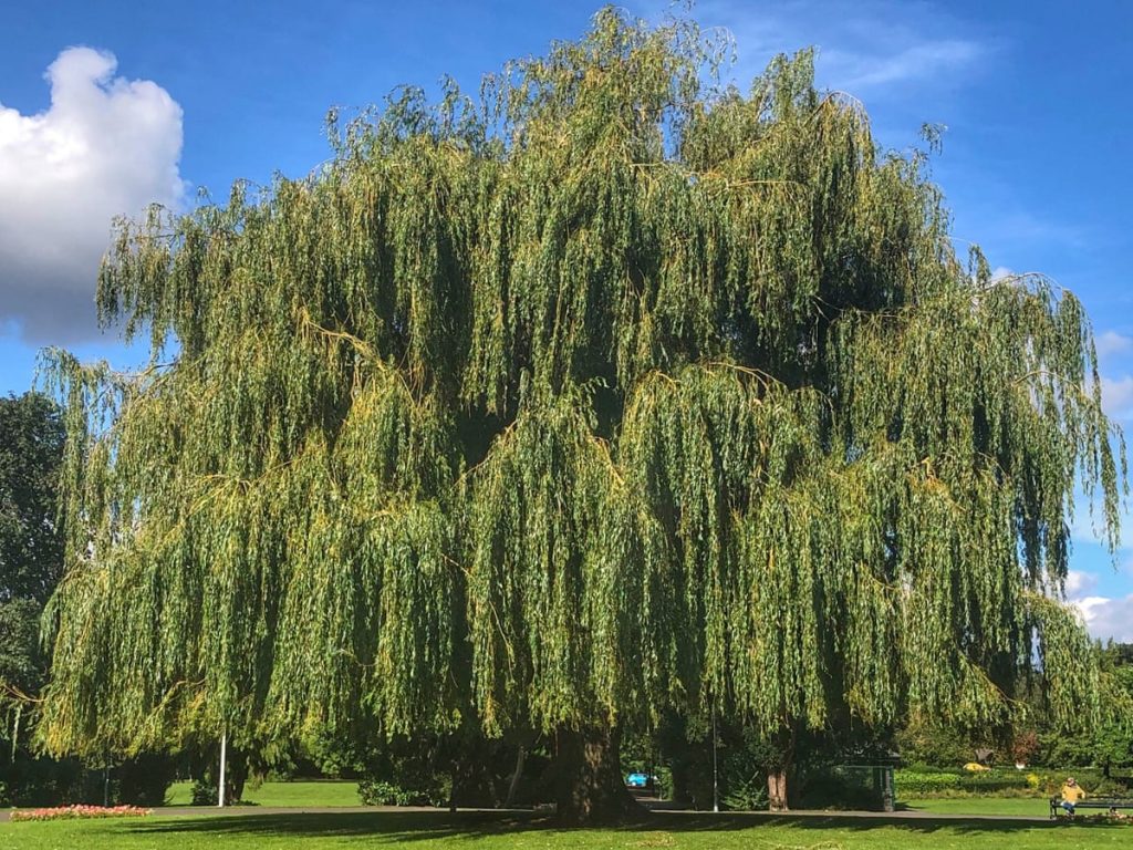 UK Weeping Willow Tree
