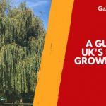 A Guide to the UK’s Fastest Growing Trees
