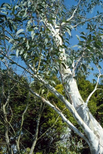 UK Eucalyptus tree