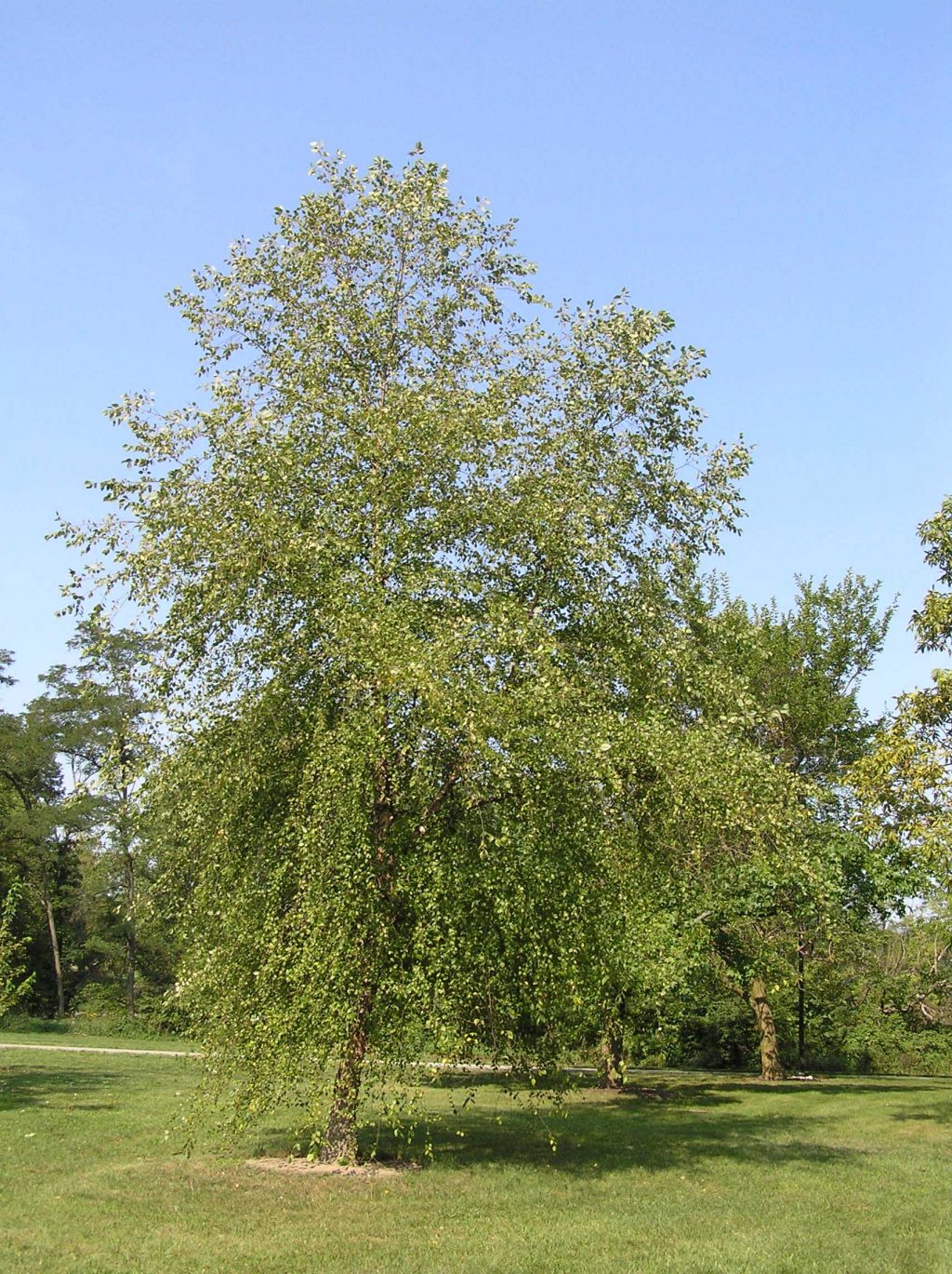 UK River Birch tree