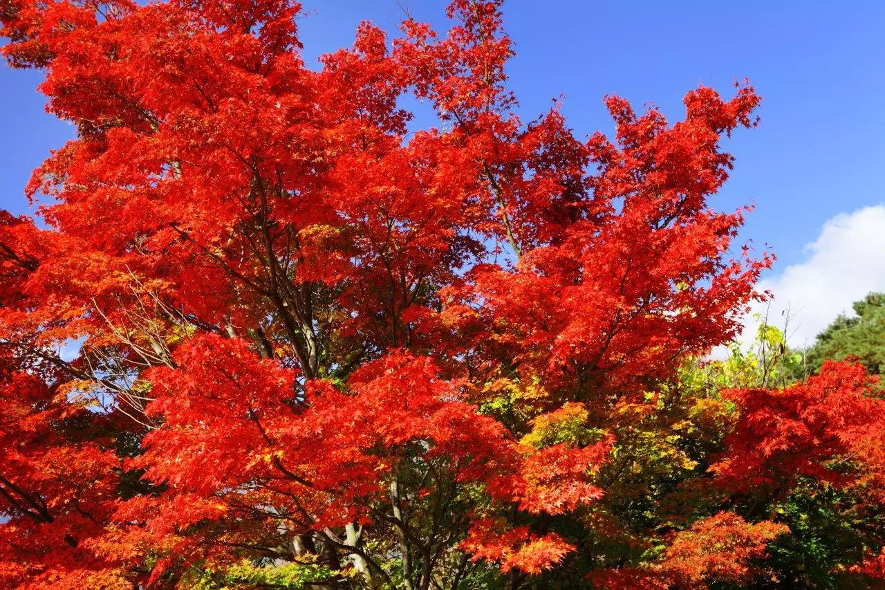 UK Red Maple trees