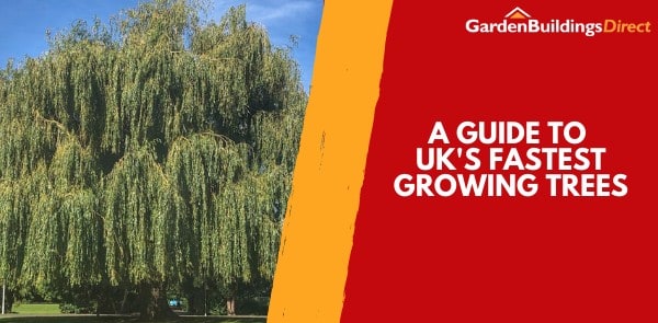 A Guide to UK's Fastest Growing Trees