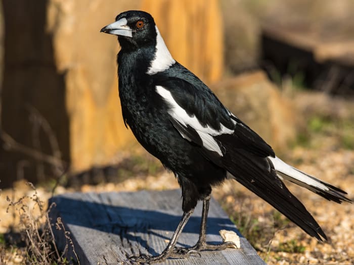 Magpie