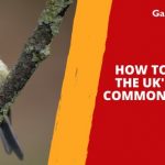 How to Identify the UK’s 10 Most Common Birds