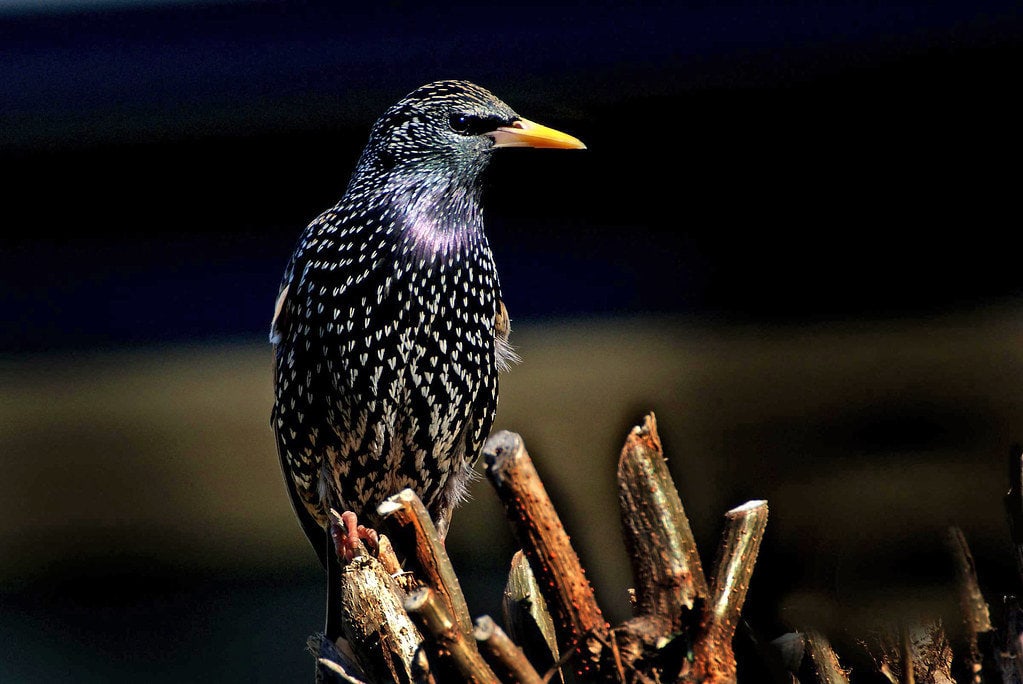 Starling