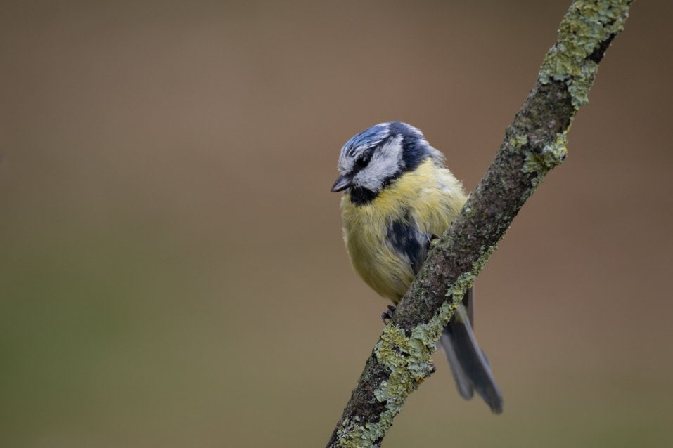 Blue tit