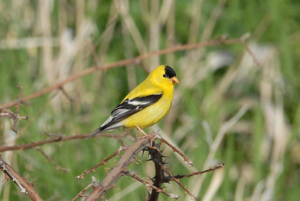 Goldfinch