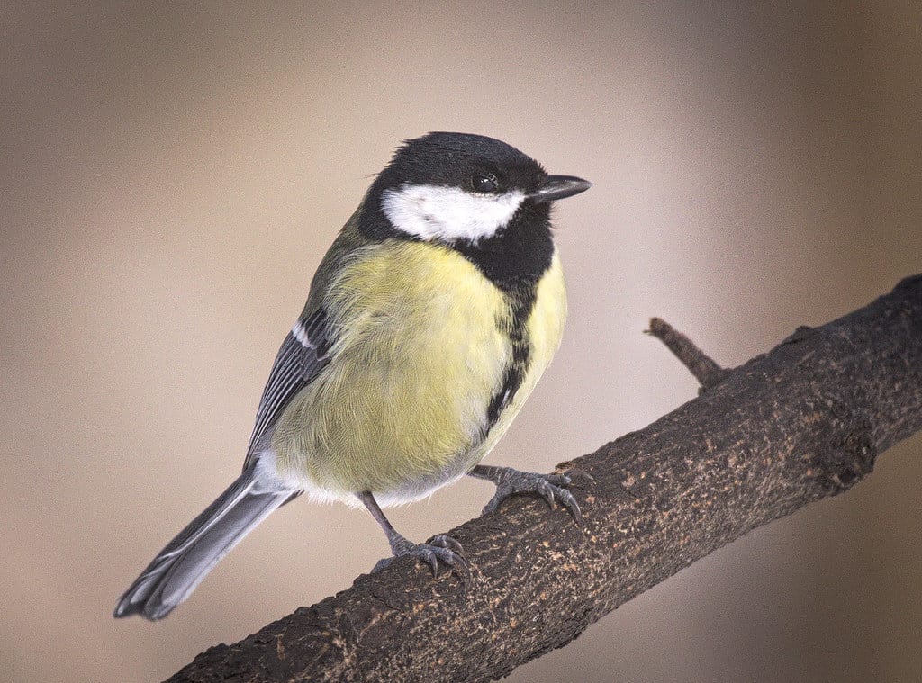 Great tit