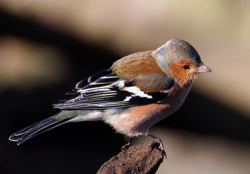 Chaffinch