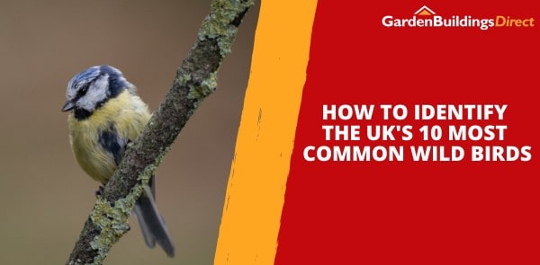 How to Identify the UK's 10 Most Common Wild Birds