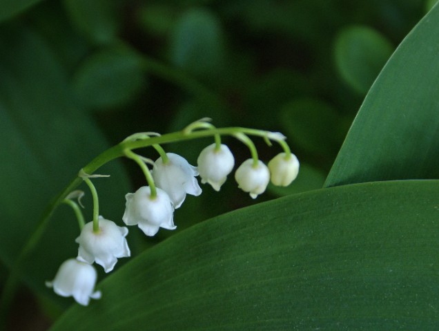 Lily of the Valley plant with delicate white bell-shaped flowers and green leaves.