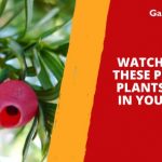 Watch Out For These Poisonous Plants Lurking in Your Garden