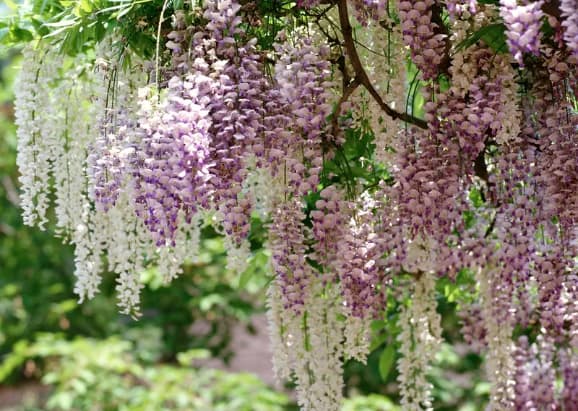 Wisteria plant with cascading clusters of purple and white flowers and green leaves.