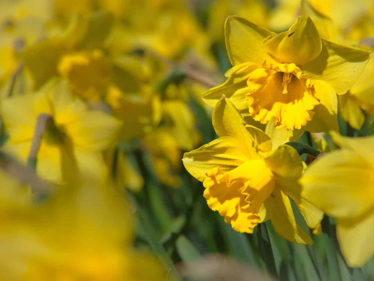 Daffodils with yellow trumpet-shaped flowers and green stems.